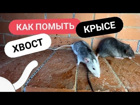 Декоративные крысы. Как правильно помыть хвост крысе.