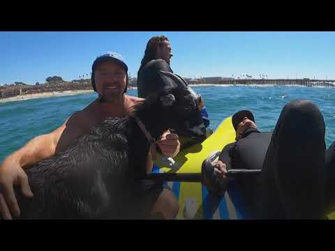 Surfing goat helps first-timers carve waves on California beach