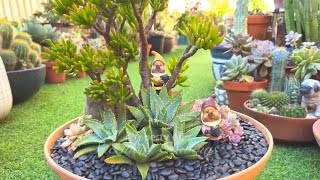 My 4 Year Old Succulent Arrangement by SUCCULENT CRAVINGS by Vic Villacorta 4,177 views 4 weeks ago 14 minutes, 13 seconds