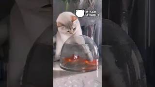 Kucing Ketahuan Saat Mencuri ‼️#kucing #cat