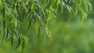 Enters A Name Thelv Music - Sunshine And Rain 