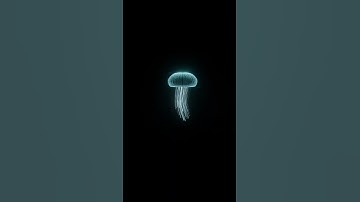 Jelly Fish