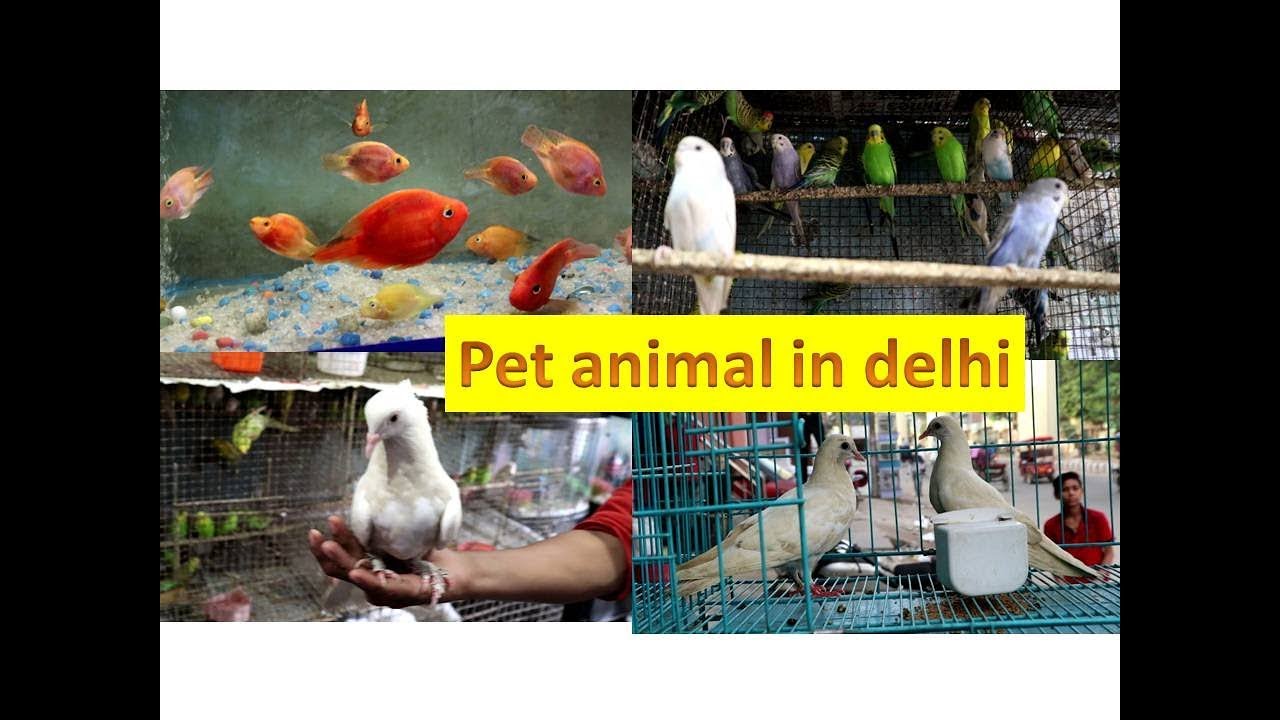 pet animal fish,birds,cat/fish aquariums//fish food/bird food/pet