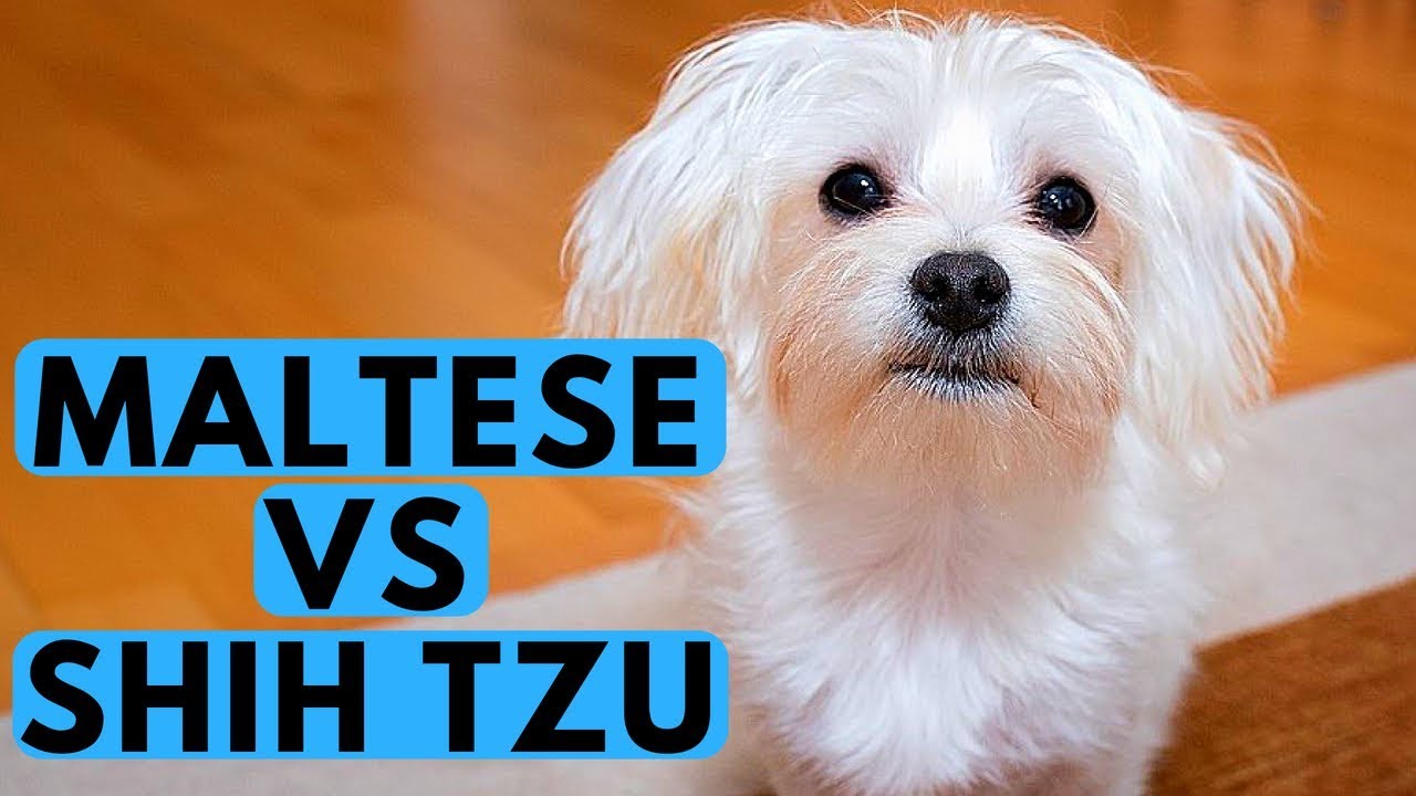 maltese terrier x shih tzu