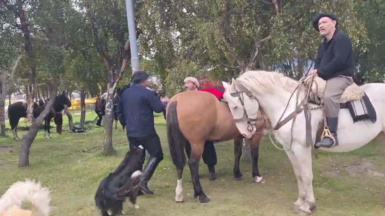 DIA DEL CABALLO FUEGUINO. ARGENTINA, TDF. USHUAIA. АРГЕНТИНА, ОГНЕННАЯ ЗЕМЛЯ, УШУАЯ.🇦🇷🐧