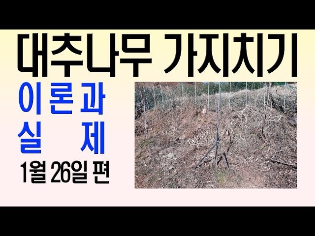 대추나무 가지치기 방법 대추나무 전정 - Youtube