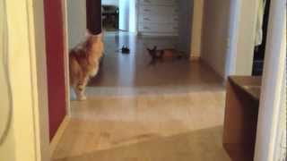 Devon Rex kitten playing fetch with toy mouse by Epic the Cat 505 views 11 years ago 1 minute, 19 seconds