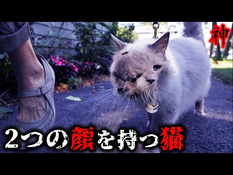 Frank and Louie, the mysterious cat born with two faces - YouTube