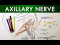 Axillary Nerve - Course & Branches | Anatomy Tutorial