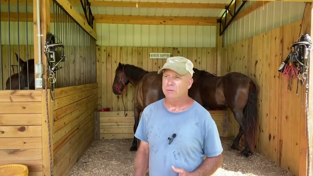 2 year old Percheron Draft Horse bridle/bit training and hay harvest update
