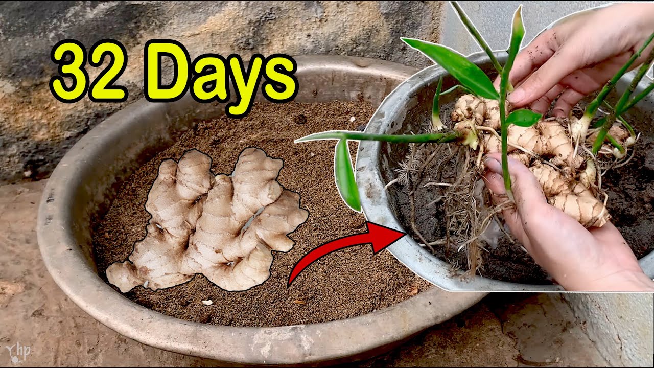 How to grow Ginger in sand with many roots at home With 100 Success