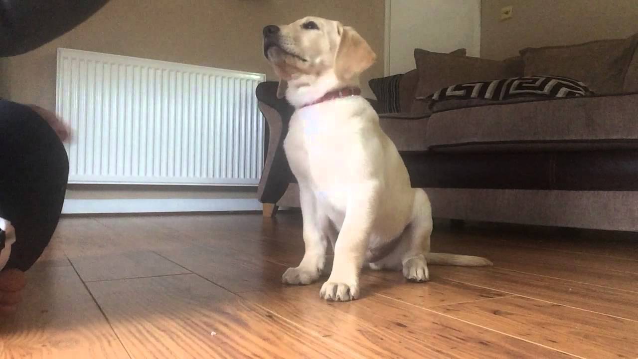 9 week old yellow lab