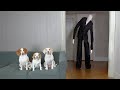 Slender Man vs. Dog Prank: Funny Dogs Maymo, Penny & Potpie befriend Slenderman Creepypasta