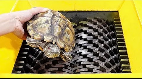 Turtle VS shredder ! Test the hardness of the turtle shell || Oddly satisfying videos