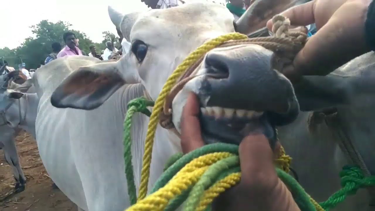 மாடு மற்றும் கன்று சுழி,பல் பார்ப்பது எப்படி-மோர்பாளையம் சந்தை?