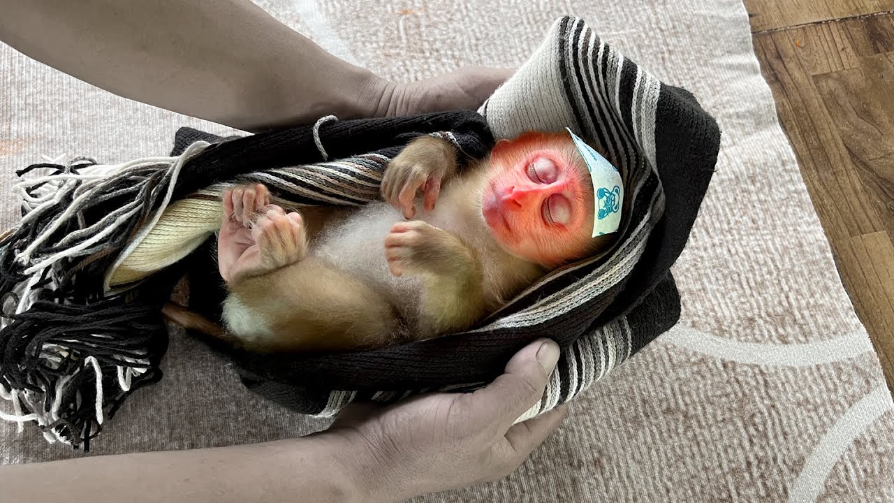 Суши заболел! Папа очень переживает за детеныша обезьяны Суши