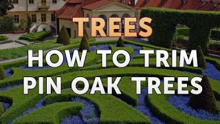 How to Trim Pin Oak Trees