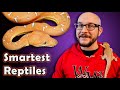 Top 5 SMARTEST Reptiles In The World