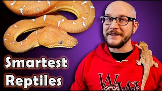 Top 5 SMARTEST Reptiles In The World