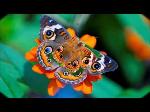 Video: Dünyanın En Güzel Kelebekleri