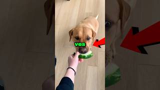 Nunca le des un pequeño bocado a tu perro 😱😳 #shorts