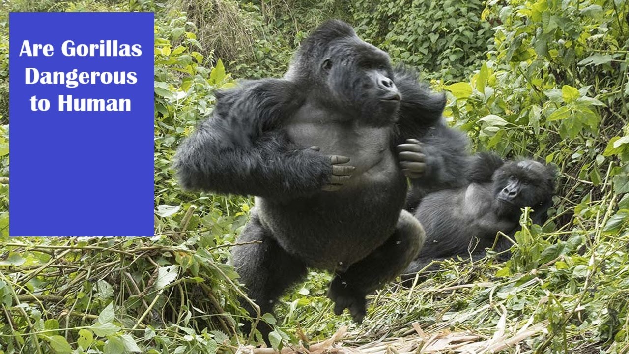 are-gorillas-dangerous-to-human-gorilla-animals-bigcats-monkey