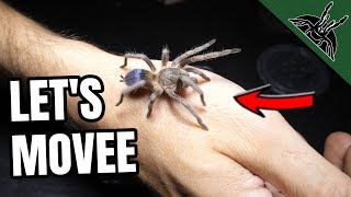 TARANTULA REHOUSE 1