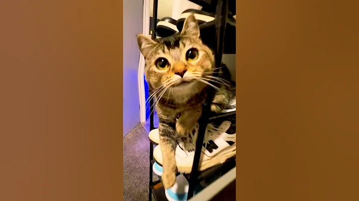 Video 11600421: cat funnycats kitten cutecat, compilation funny cat cutecat, cat kitten cute funnycats