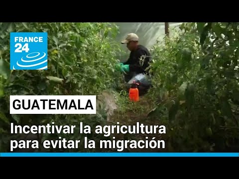 Guatemala: FAO capacita jóvenes agricultores como método para mitigar la migración 