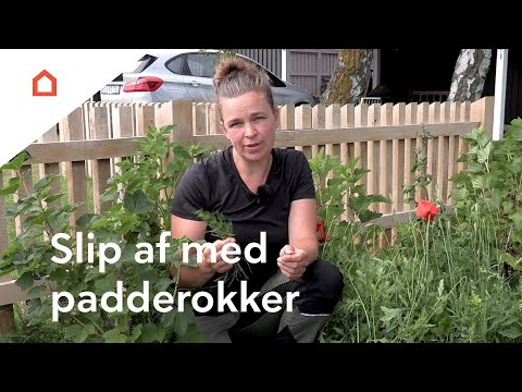 Video: Horsetail Weed Killer - At komme af med Padderok Ukrudt i haver