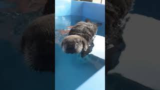 Rescued baby sea otter Joey in his 'big boy tub'