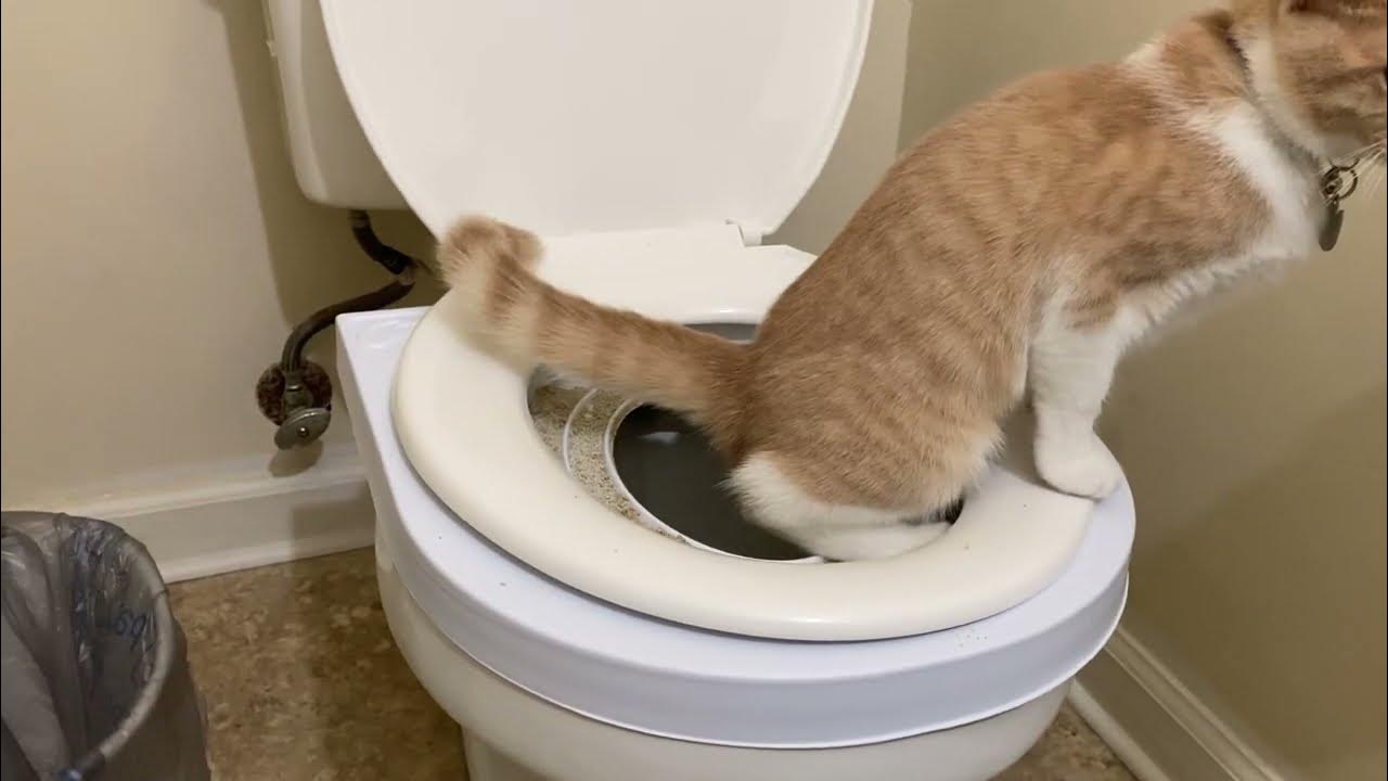 Training my cat to use a toilet! YouTube