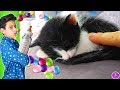 JJ CUIDANDO al nuevo GATITO BEBÉ con Bruno - Videos de gatitos bebés