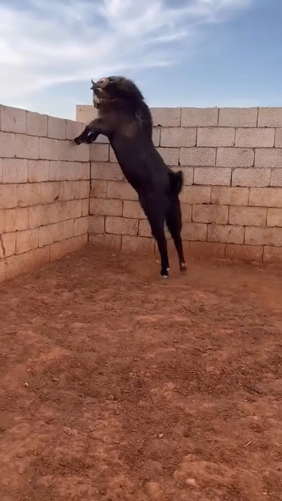 watch the goat jump