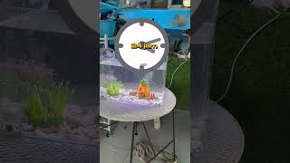 Lakuin ini kalau baru beli akuarium