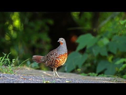 竹雞 / Chinese Bamboo Partridge 