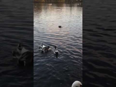 Duck tries to kill another duck by drowning her