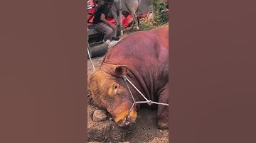 Sapi limosin sapi brahman sapi madura sapi bali sapi simental