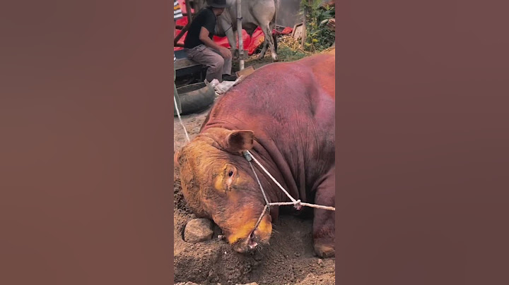 Sapi limosin sapi brahman sapi madura sapi bali sapi simental