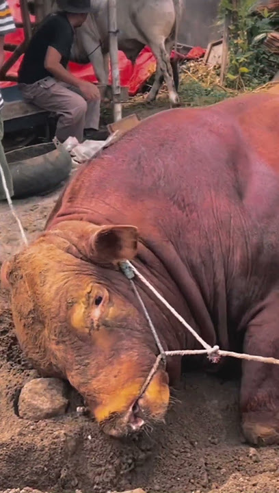 Sapi limosin sapi brahman sapi madura sapi bali sapi simental