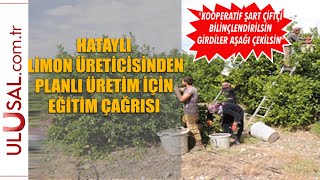Hataylı Limon Üreticisinden Planlı Üretim Için Eğitim Çağrısı