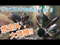 ゲンゴロウ大繁殖 田んぼ水槽を作ろうとしたところ、3ヶ月後にとんでもない事になりました(๑˙❥˙๑) ~アクアリウムの愉快な仲間たち~