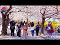 [4K] Seoul Walk–Han River Park,Cherry Blossoms Yeouido SPRING FLOWER FESTIVAL https://blossom.or.kr