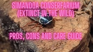 Extinct in the Wild Roach (Simandoa conserfarium): Pros, Cons and Care Guide