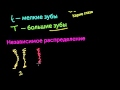 Развлечение с решёткой Пеннетта (видео 3) | Классическая генетика | Биология