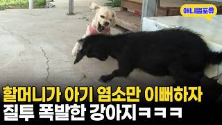 무리에서 쫓겨난 아기 염소 위해 특혜 주는 할머니ㅣKBS 반려동물극장 단짝 150706 방송
