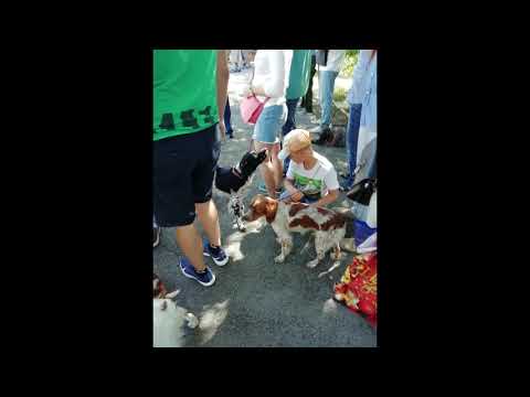 09.08.20 3я Окружная выставка охотничьих собак Гордость Юга Ростов на Дону Дорошенко А.К. Бретоны.
