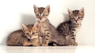 Кошки! Изучение кошек для детей