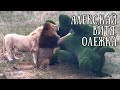 АЛЕКС и бык.  КАЙ, ВИТЯ ищут ПРИКЛЮЧЕНИЙ...  АЛИ (Олежка) в своём уголке. Life of lions.Тайган