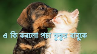 পচা কুকুর বাবুকে একটুও সান্তিতে থাকতে দেয় না #cat #cat #dog